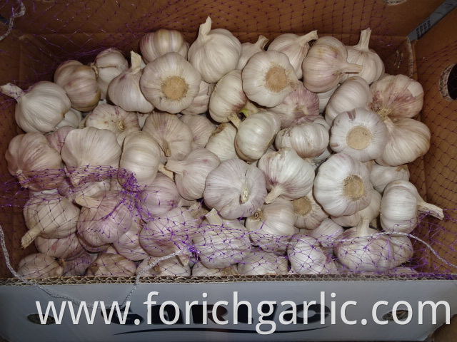 Size 5 0cm New Fresh Garlic